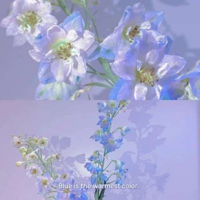 紫青龙吟记正版下载